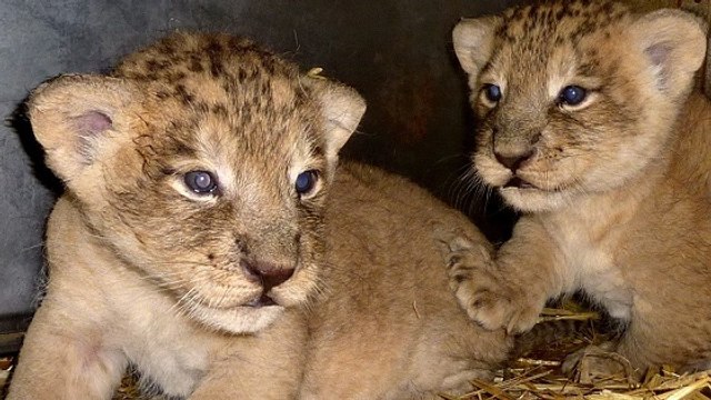 Trois bébés lions d'Asie font leur premier pas à la Citadelle de Besançon