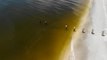Experts developing index for Red Tide blooms