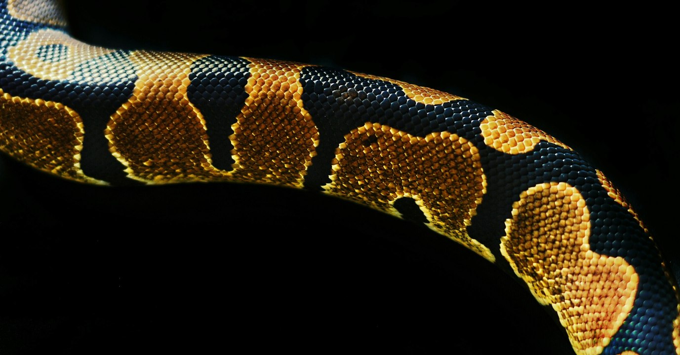 Schlange mit Fehlbildung erstaunt Ranger in Australien