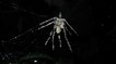 Pourquoi des araignées fabriquent-elles de fausses araignées sur leur toile ?