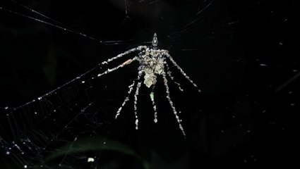 Pourquoi des araignées fabriquent-elles de fausses araignées sur leur toile ?