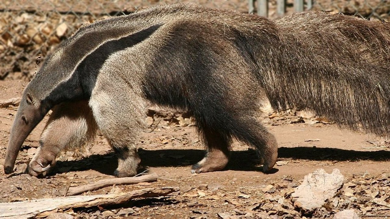 Aus traurigem Grund ist der Große Ameisenbär gefährlicher als erwartet