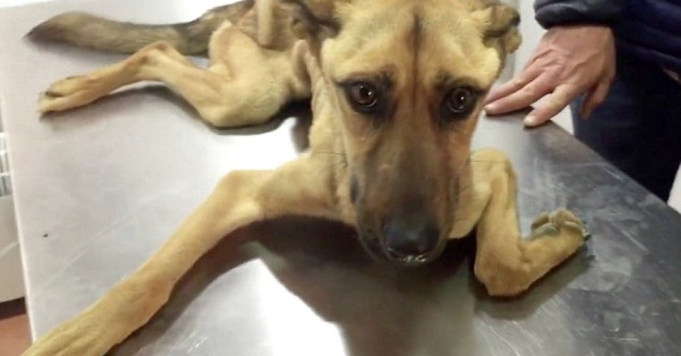 Rettung in letzter Sekunde: So sieht todgeweihte Hündin heute aus
