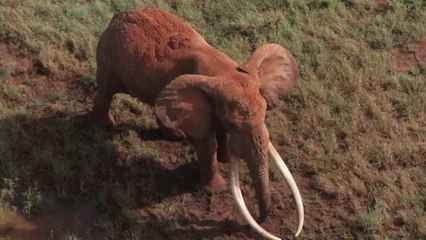 Braconnage : Satao, l'éléphant aux défenses légendaires retrouvé mort au Kenya