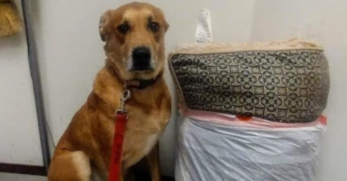 Zwei Schicksalsschläge sind einfach zu viel für Hund Wall-E