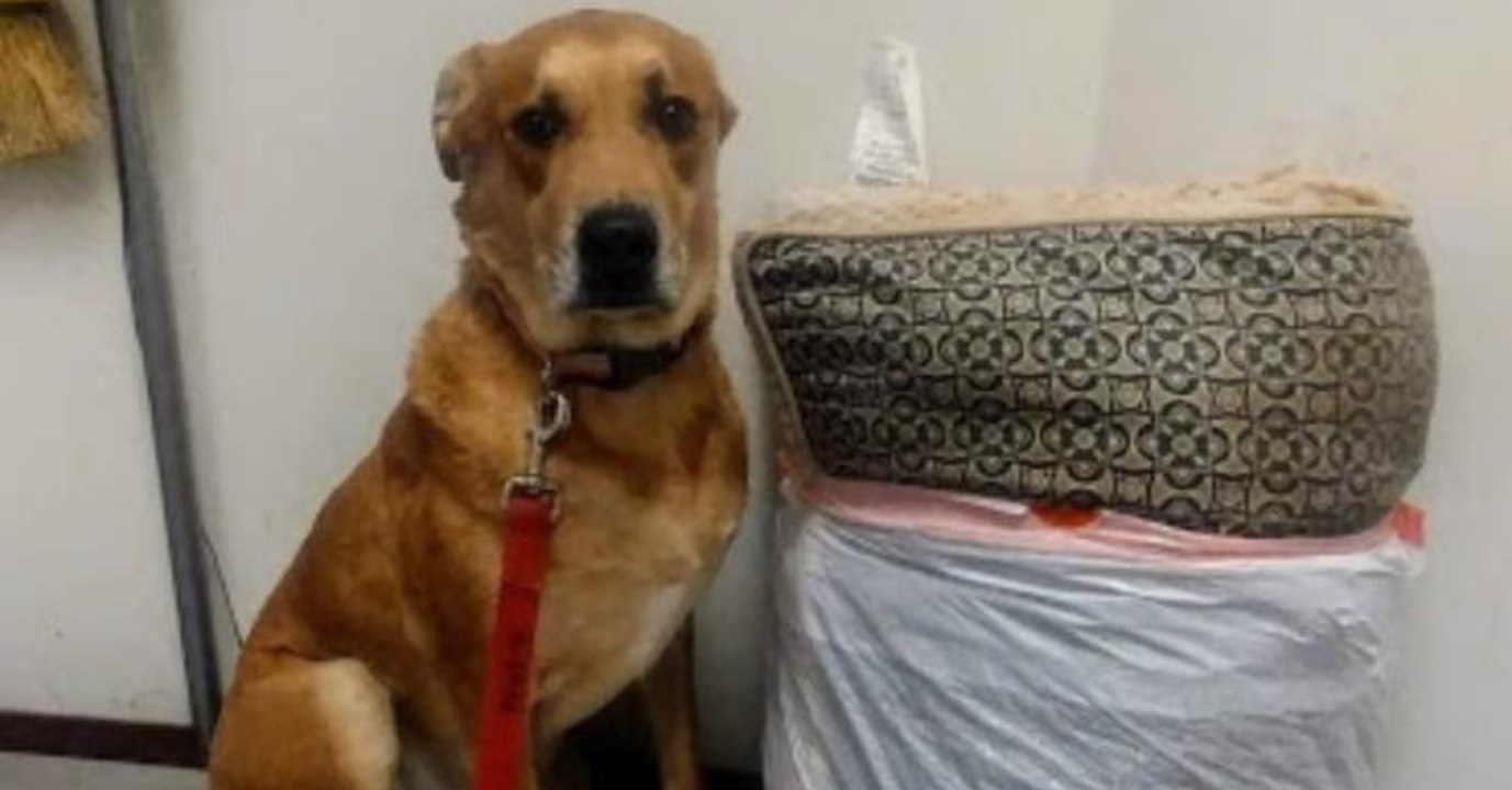 Zwei schicksalsschläge sind einfach zu viel für hund wall-e