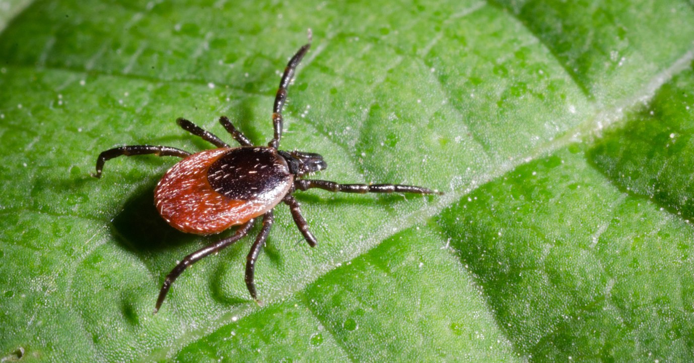 Von Mini-Vampir gebissen: Was tun bei einem Zeckenstich?