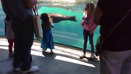 Cette otarie va à la rencontre d'une petite fille et sa réaction est hilarante