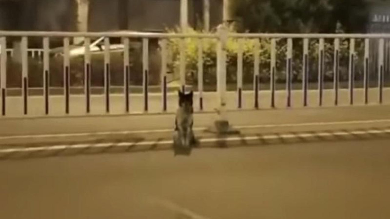 An vielbefahrener Straße: Hund rührt sich seit über 80 Tagen nicht vom Fleck