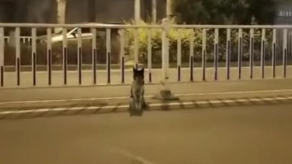 An vielbefahrener Straße: Hund rührt sich seit über 80 Tagen nicht vom Fleck