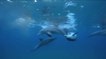 Des dauphins filmés en train de se droguer avec... un poisson-globe