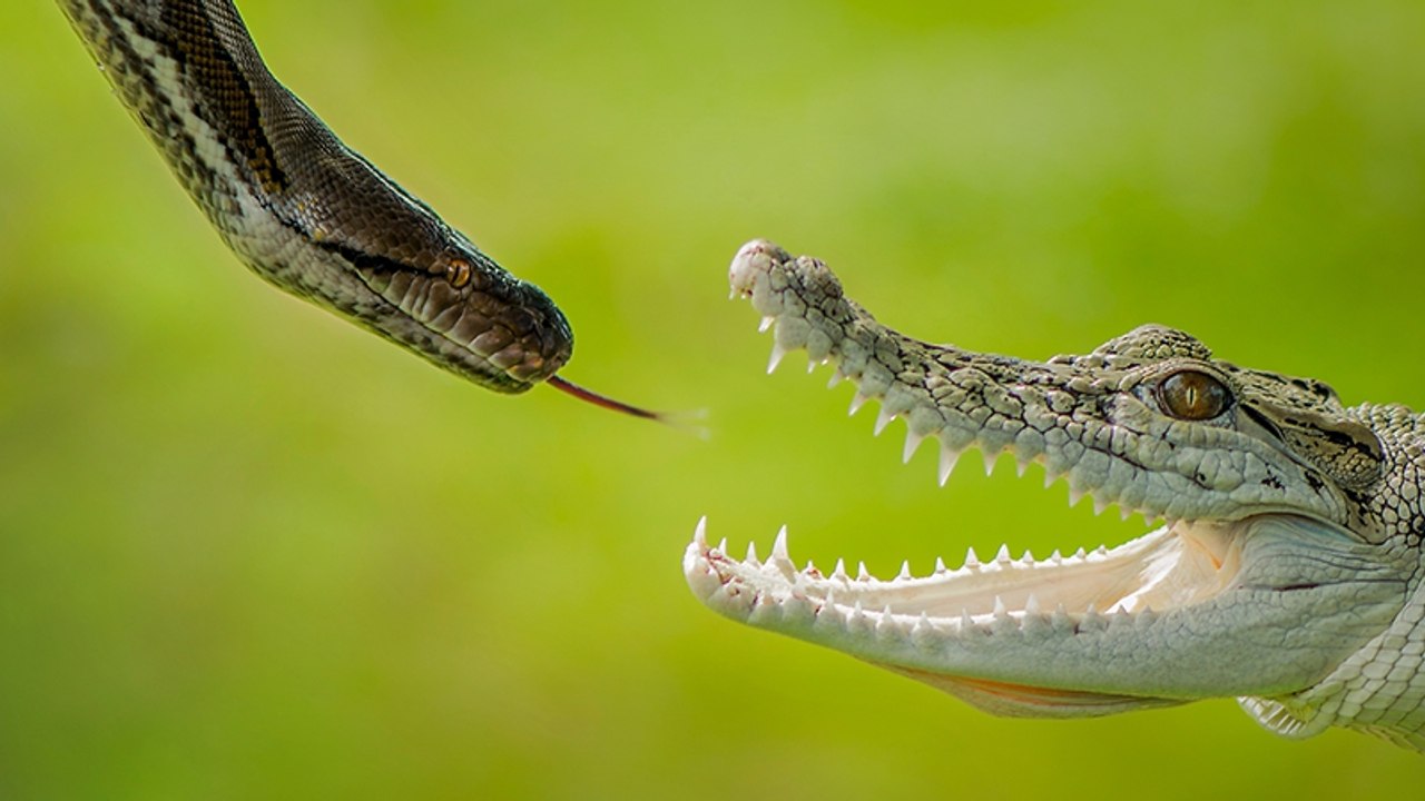 Riesige Python und Krokodil im Duell: Der Ausgang sorgt für erstaunte Gesichter