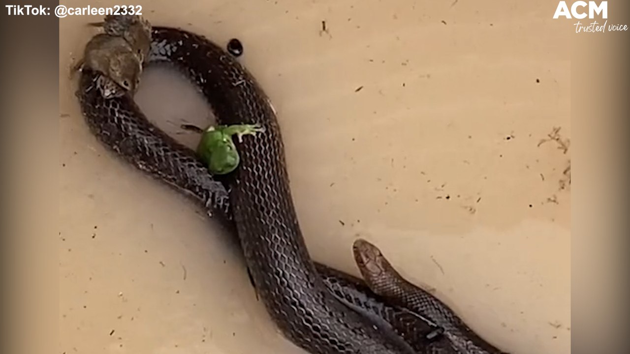 Frogs and rats hitch a ride on a snake in Queensland flood waters | March 3, 2022 | ACM