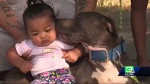 Pit bull saves its entire family from a blazing inferno