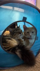 Two Adorable Cats Snuggle Together