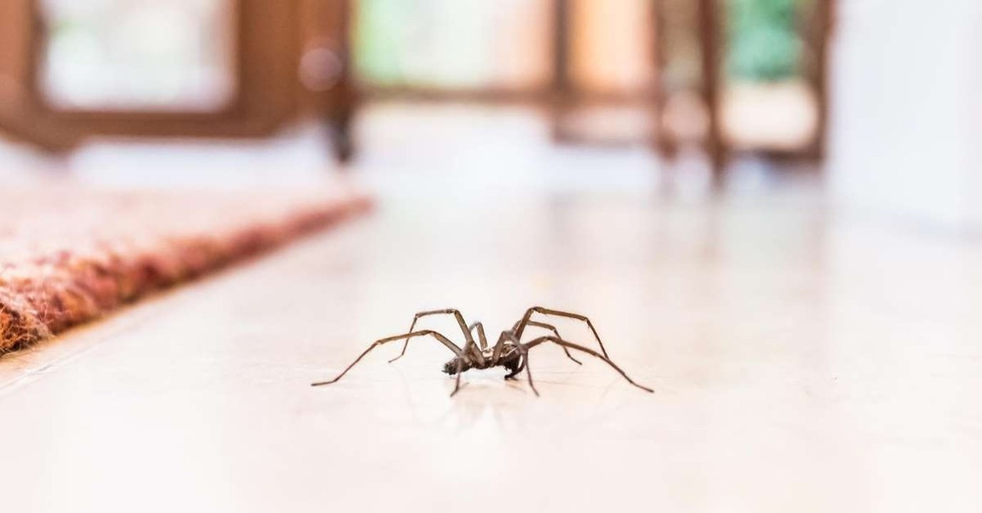 Darum krabbeln Spinnen immer zur gleichen Uhrzeit in deine 4 Wände