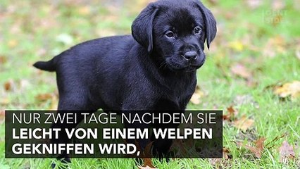 Hund knabbert Frau am Finger: 48 Stunden später ist sie tot