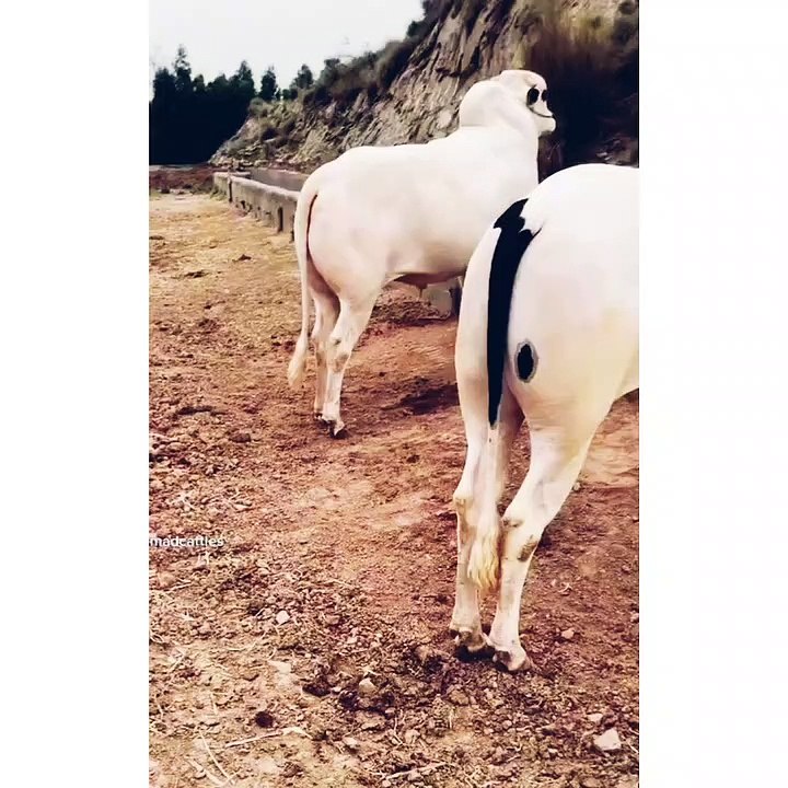 Beautiful bull