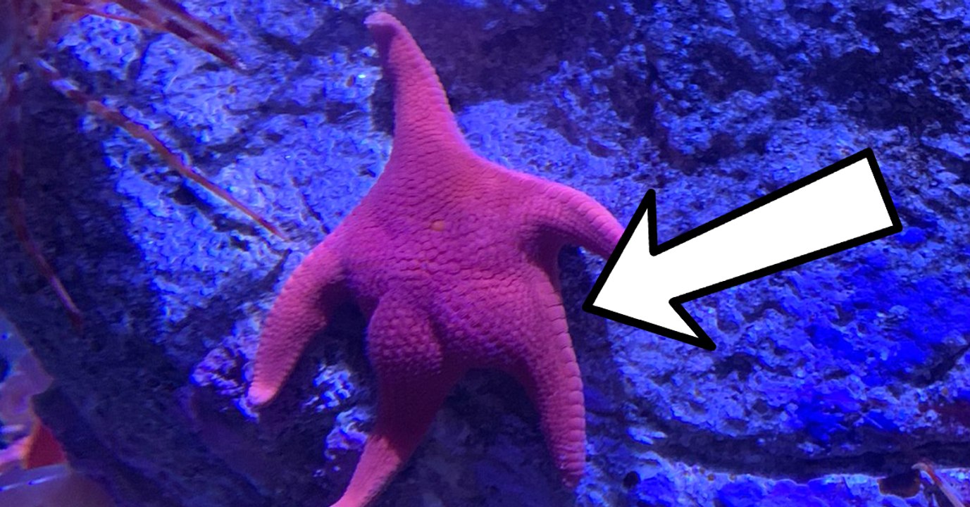 Wegen seinem Hintern: Dieser Seestern sieht aus wie Patrick aus Spongebob Schwammkopf