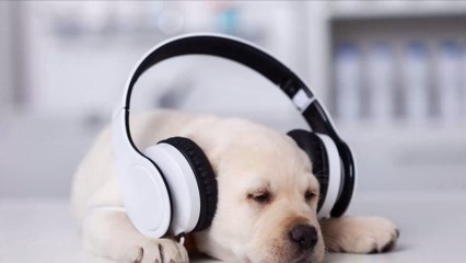 Good News For Pet Lovers: You Can Now Create A Playlist For Your Pet On Spotify