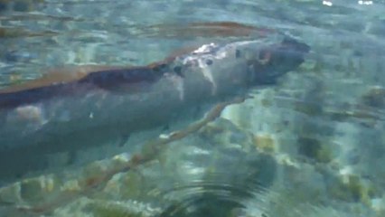 L'extraordinaire régalec, le plus grand poisson osseux au monde