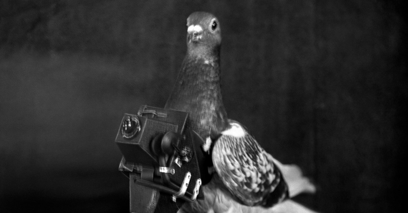 Die Vorgänger von Drohnen sind Tauben und zwar ganz Besondere