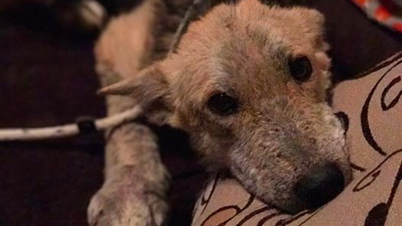 Hund im Wald ausgesetzt: Dann wendet sich sein Schicksal schlagartig zum Guten
