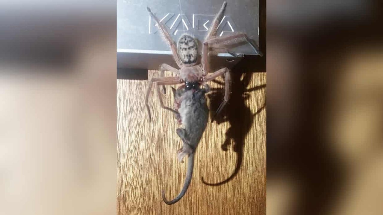 Australien: riesenkrabbenspinne frisst beuteltier (video)