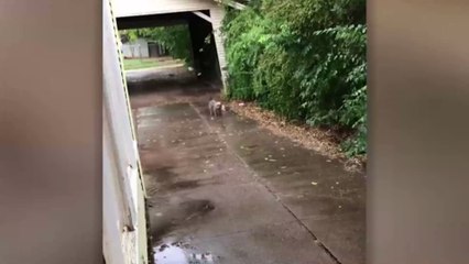 Heartwarming Moment A Dog Brings Tiny Kitten To Safety While It Rains