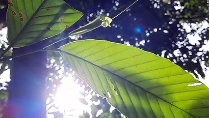 Di dalam hutan tropis 1 hari hutan borneo