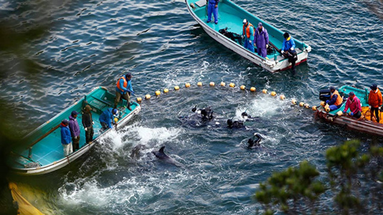 Wegen einer kuriosität ist die delfinjagd in japan immer noch legal