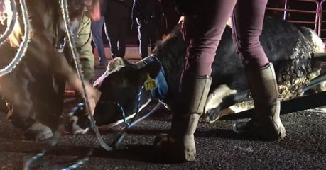 Kuh flüchtet aus dem Schlachthoflaster und überrascht alle (Video)