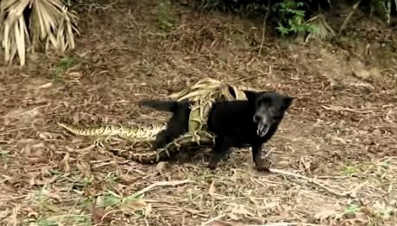 Ihr Hund wird von einer Python umklammert - die Kinder zögern keine Sekunde