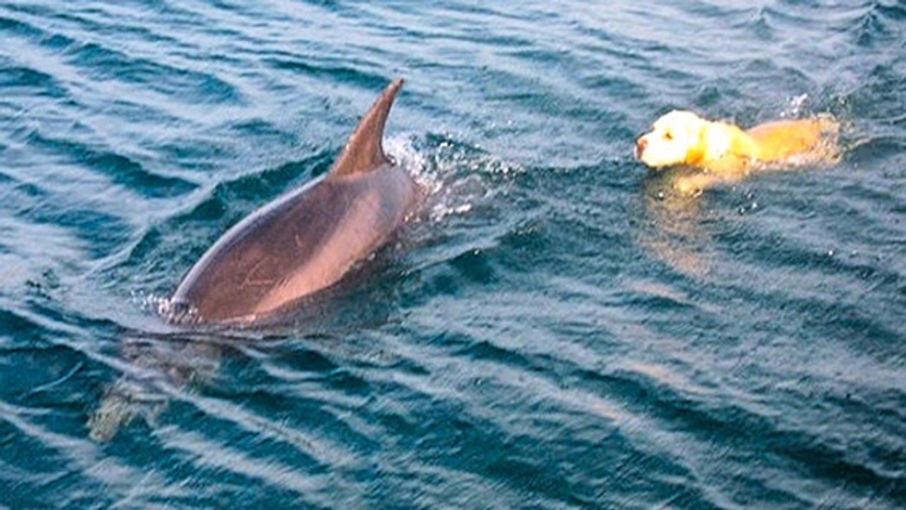 Ungleiches Paar: Hund und Delfin werden beste Freunde