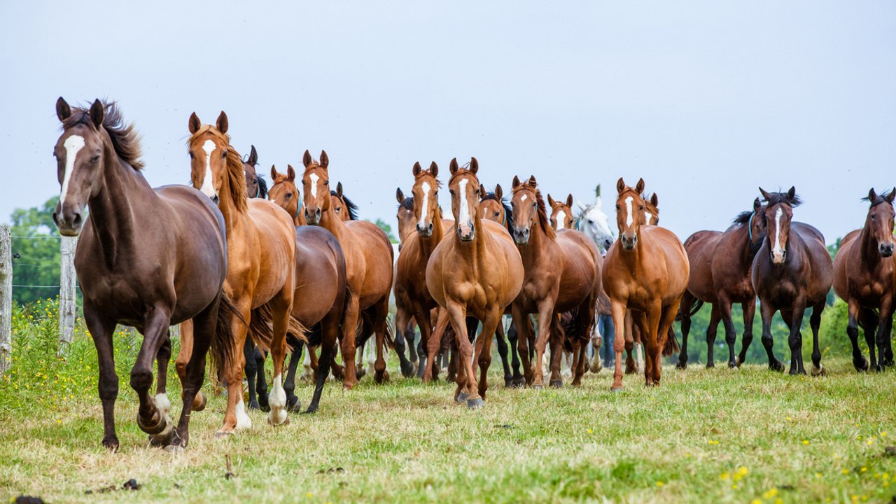 Welche Pferderasse passt zu deinem Sternzeichen?