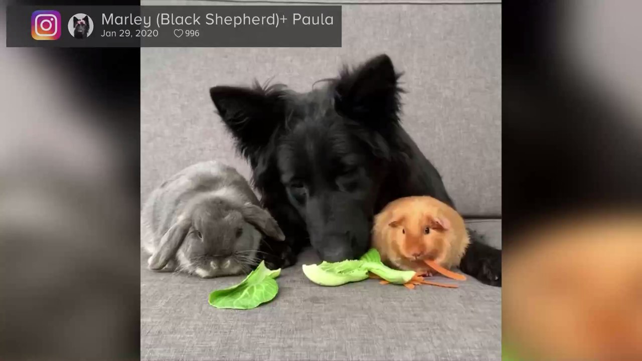 This unlikely trio of animals are the world's weirdest and most adorable friends