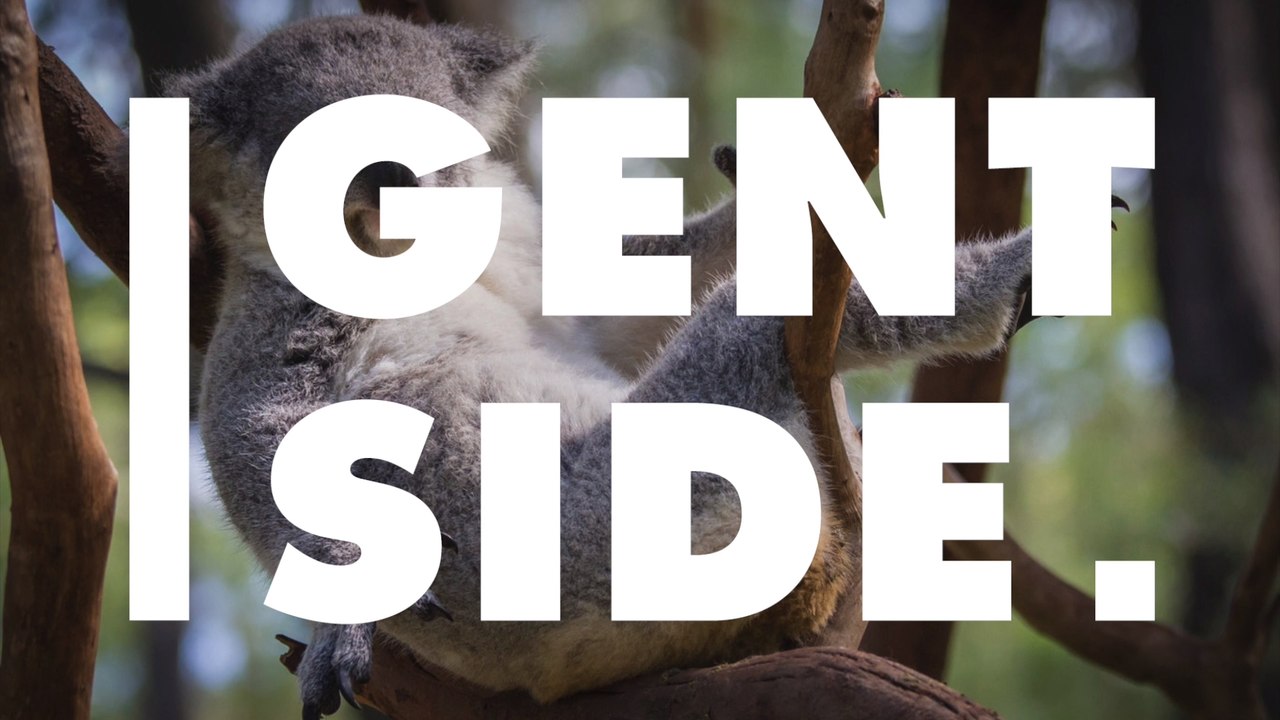 Mit kreativer Idee sollen Koalas vor dem Aussterben bewahrt werden