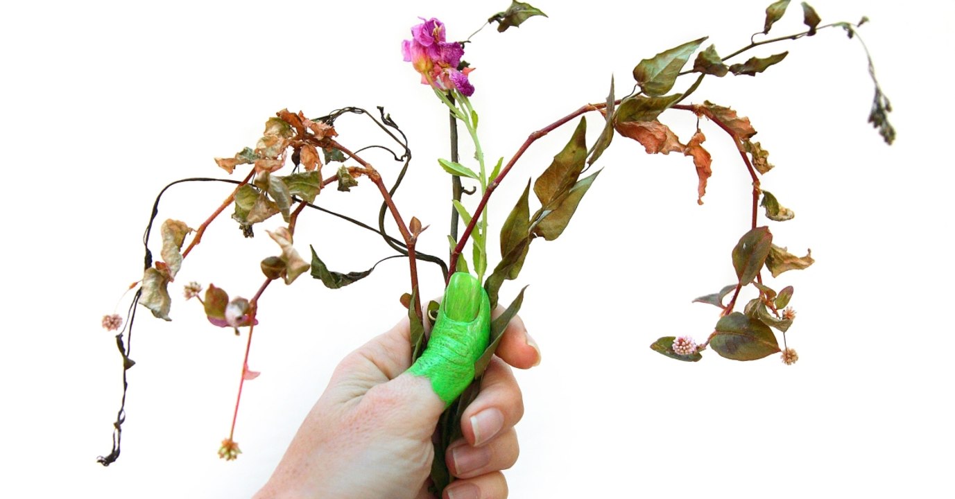 Keinen grünen Daumen: So klappt es trotzdem mit deiner Zimmerpflanze