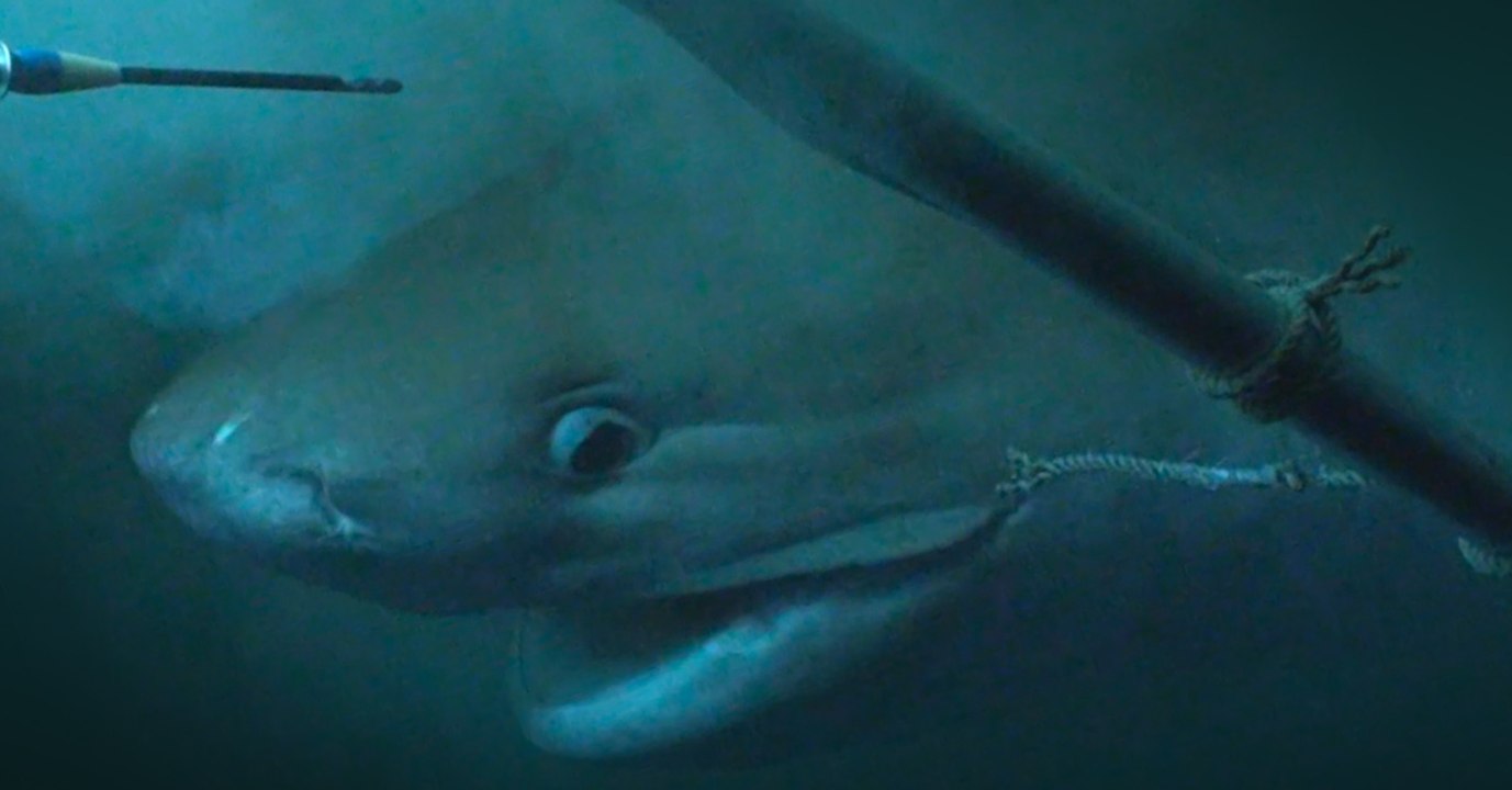 20.000 Meilen unter dem Meer: U-boot filmt mysteriösen Tiefsee-Hai
