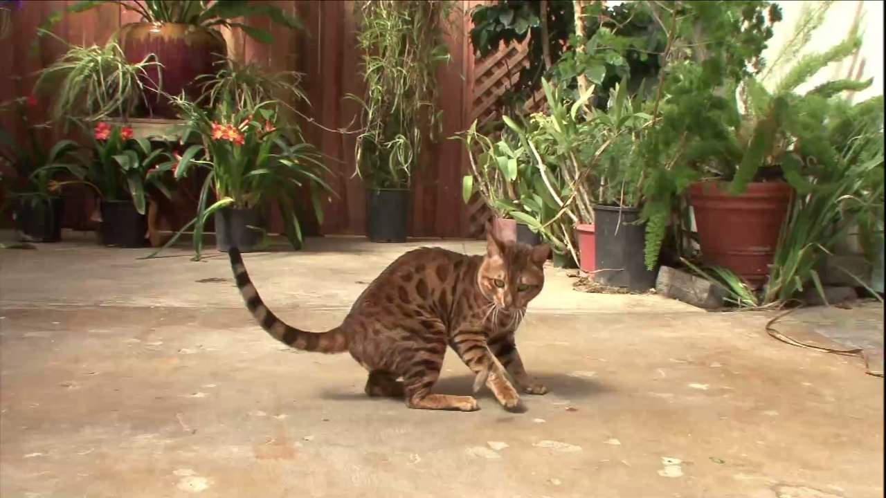 Das ist die jüngste Katzenrasse der Welt