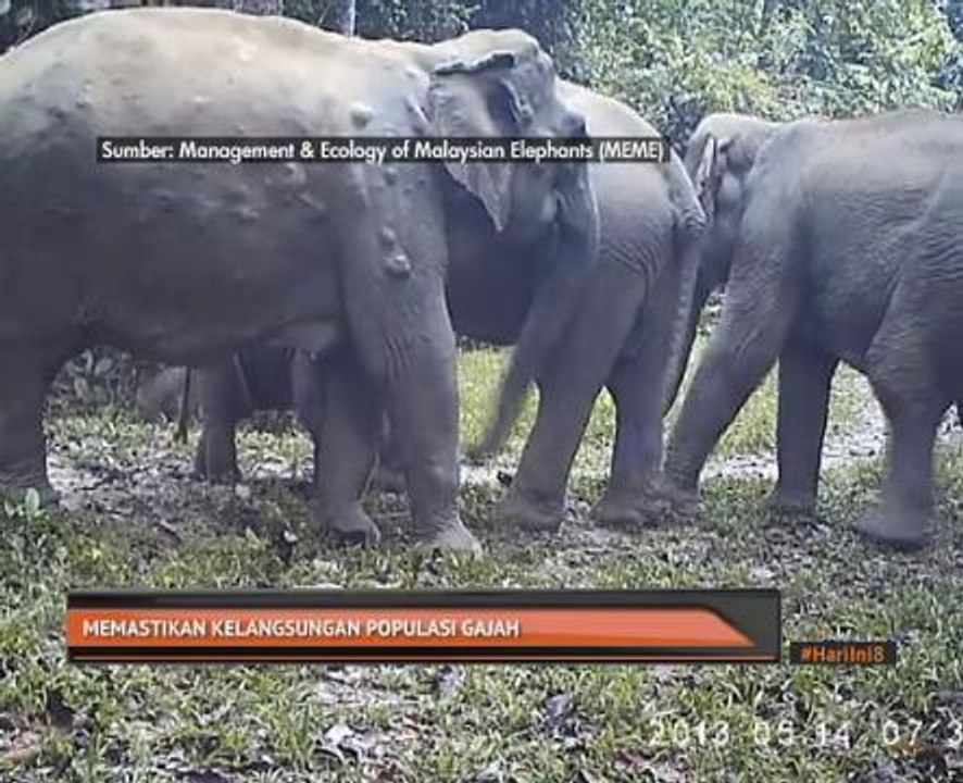 Memastikan kelangsungan populasi gajah