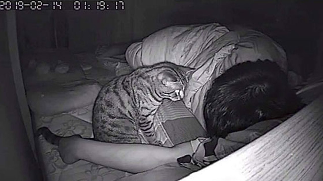Dieser Mann filmt seine Katze nachts und traut seinen Augen kaum, als er die Aufnahmen sieht