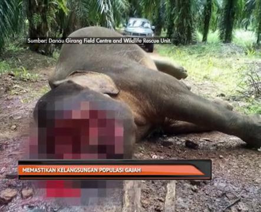 Memastikan kelangsungan populasi gajah
