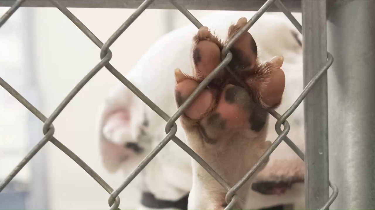 Journalist schreibt Bericht über Tierheim: Was dort passiert, ändert sein Leben für immer