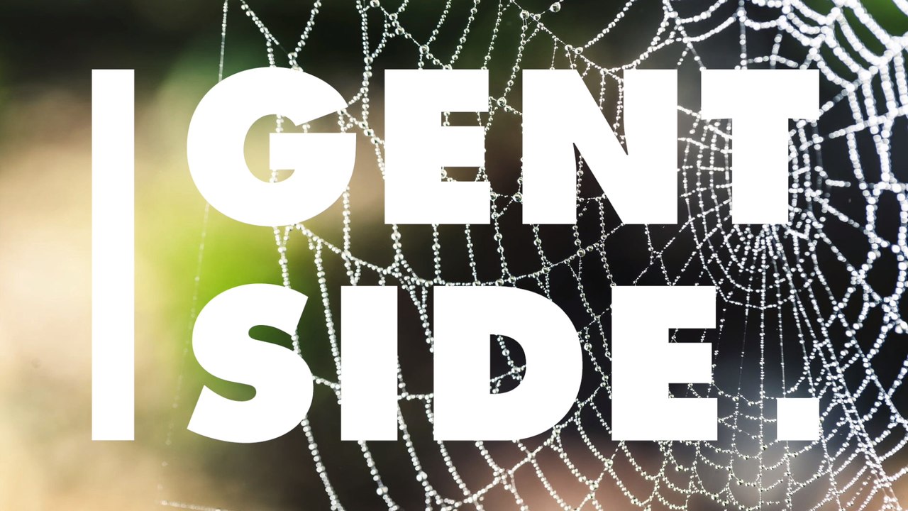 Seit ein paar Jahren: Darum werden Spinnen immer aggressiver