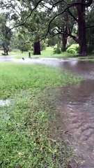 Frankie the dog enjoys heavy rainfall in Stroud, NSW | March 3, 2022 | Port Stephens Examiner