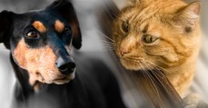 Hund vs. Katze: Forscher testen, wer von ihnen schlauer ist