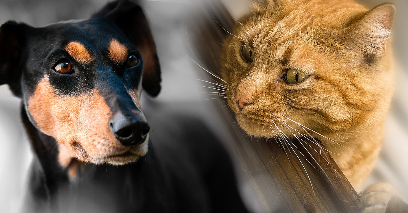 Hund vs. Katze: Forscher testen, wer von ihnen schlauer ist