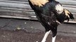 Rooster  Pet Video By Kingdom of Awais