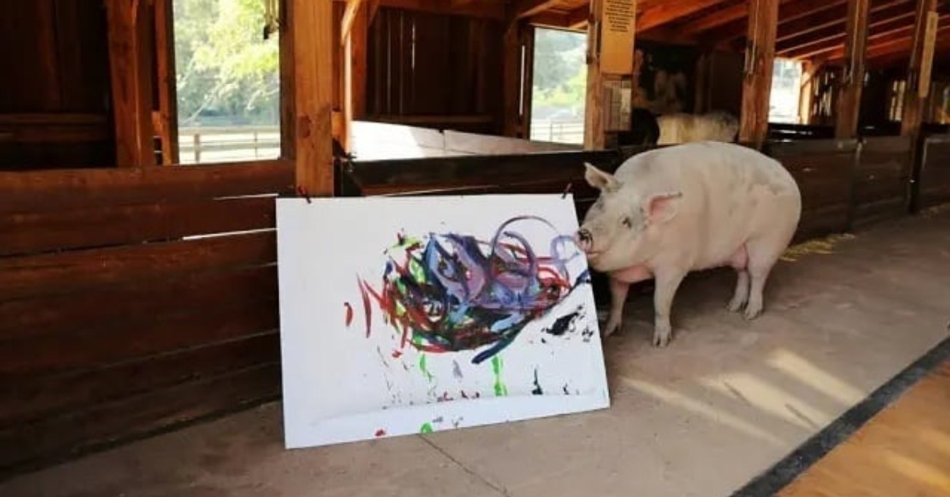 4.000 Dollar: Das Hobby von diesem Schwein bringt mächtig Kohle